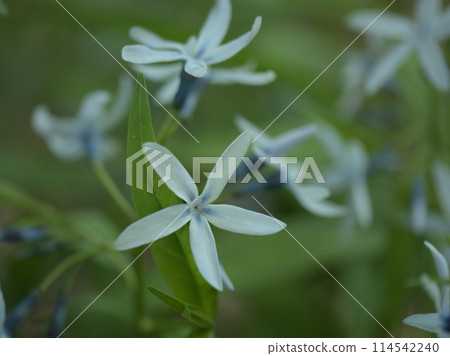 五月盛開的藍色長子莊花 114542240