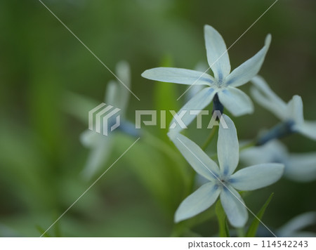 Blue Chojiso flowers blooming in May Blue Chojiso flowers blooming in May 114542243