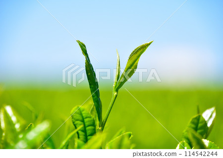 One core two leaves One core two leaves 114542244