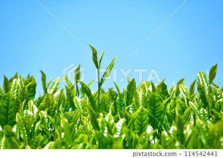 One core two leaves 114542441