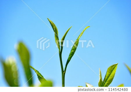 One core two leaves One core two leaves 114542480