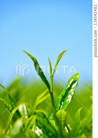 One core two leaves 114542481