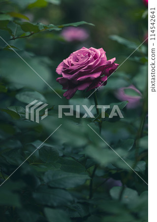 Rose flower in the shade Rose flower in the shade 114542641