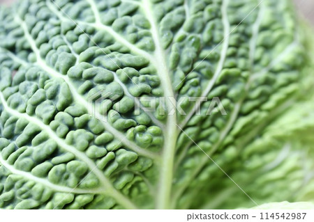 Chirimen cabbage grown with low pesticides, fresh raw vegetables 114542987