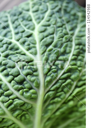 Chirimen cabbage grown with low pesticides, fresh raw vegetables 114542988