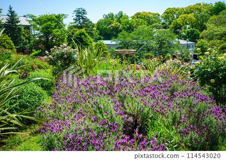 (Kanagawa Prefecture) Beautiful roses in full bloom at Minato Mirai Park (Kanagawa Prefecture) Beautiful roses in full bloom at Minato Mirai Park 114543020