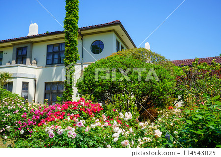 (Kanagawa Prefecture) Beautiful roses in full bloom at Minato Mirai Park 114543025
