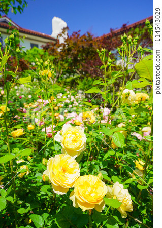 (Kanagawa Prefecture) Beautiful roses in full bloom at Minato Mirai Park 114543029