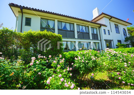 (Kanagawa Prefecture) Beautiful roses in full bloom at Minato Mirai Park (Kanagawa Prefecture) Beautiful roses in full bloom at Minato Mirai Park 114543034