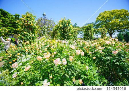 (Kanagawa Prefecture) Beautiful roses in full bloom at Minato Mirai Park 114543036