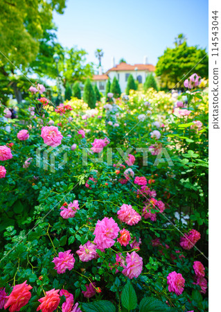（神奈川縣）美麗的玫瑰盛開 - Port View Hill Park 114543044