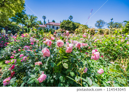 （神奈川縣）美麗的玫瑰盛開 - Port View Hill Park 114543045