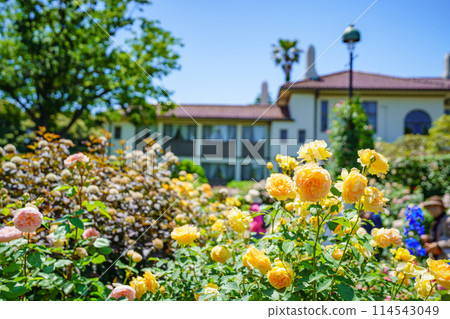 (Kanagawa Prefecture) Beautiful roses in full bloom at Minato Mirai Park 114543049