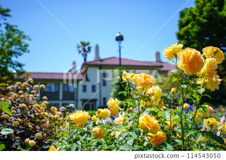 (神奈川縣)美麗的玫瑰盛開 - Port View Hill Park (神奈川縣)美麗的玫瑰盛開 - Port View Hill Park 114543050