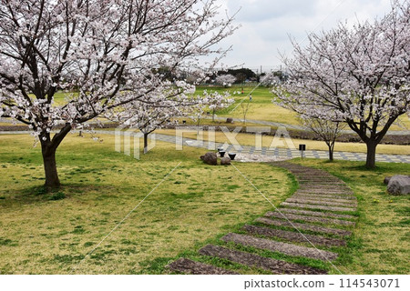 Yamato City, Kanagawa Prefecture Yamato Yutori Forest Landscaped Pond Zone Walking Path and Cherry Blossoms in Full Bloom Yamato City, Kanagawa Prefecture Yamato Yutori Forest Landscaped Pond Zone Walking Path and Cherry Blossoms in Full Bloom 114543071