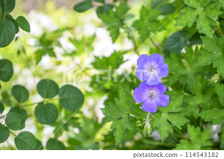 Geranium flower image Geranium flower image 114543182