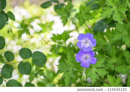 Geranium flower image 114543183
