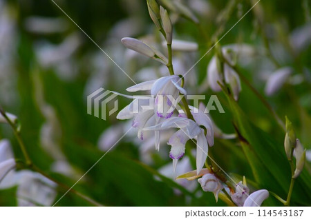 White splendid flower Lipstick splendid (Kuchibe Shiran) 114543187