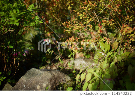 The name of this anchor plant is "Yang Guifei". The flower language of the anchor plant is "I will never let you go". It brings to mind deep affection. The name of this anchor plant is "Yang Guifei". The flower language of the anchor plant is "I will never let you go". It brings to mind deep affection. 114543222