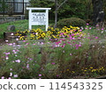 Cosmos blooming at Bessho Onsen Station 114543325