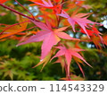 Colored leaves are up 114543329