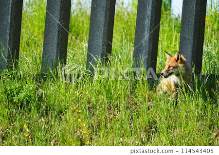 A red fox I encountered in the spring forest 114543405