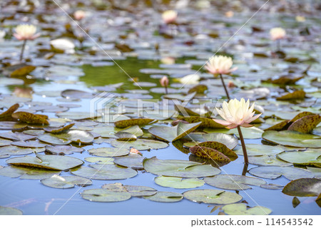 睡蓮花圖像 114543542