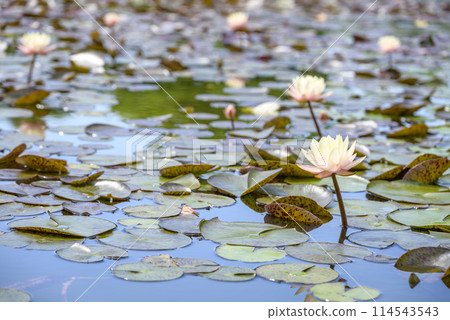Water lily flower image 114543543