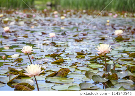 睡蓮花圖像 114543545