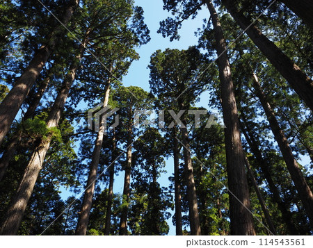 Cedars looked up Cedars looked up 114543561