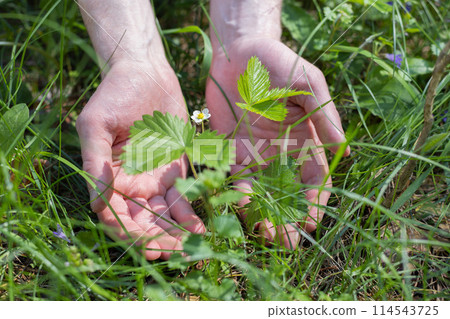Male hands with a young sprout of strawberry. 114543725
