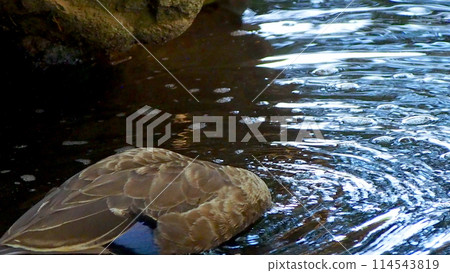 duck diving in water 114543819