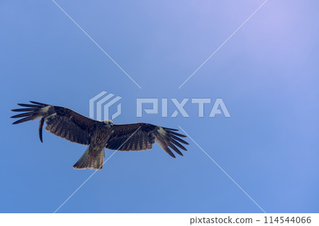 初島發現一隻快樂的藍鳥 初島發現一隻快樂的藍鳥 114544066