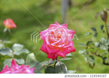 粉紅玫瑰玫瑰園初夏花卉素材 114544107