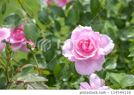 Pink roses Rose garden Early summer Flower material 114544110
