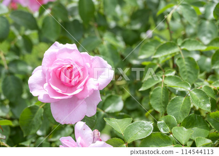 Pink roses Rose garden Early summer Flower material 114544113