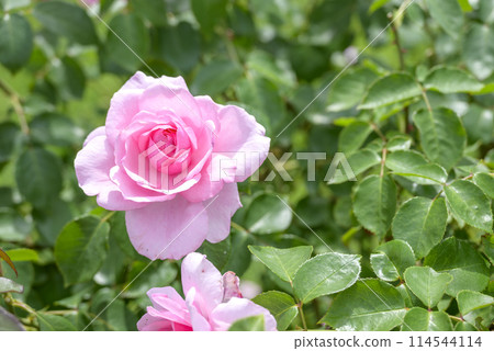 Pink roses Rose garden Early summer Flower material 114544114