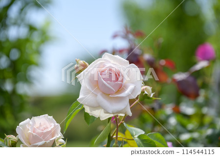 粉紅玫瑰玫瑰園初夏花卉素材 114544115