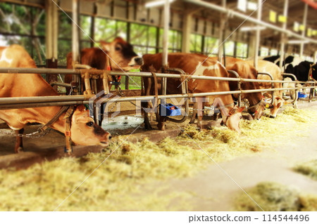 Jersey cattle 114544496