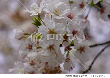 櫻花(染井吉野) 櫻花(染井吉野) 114544520