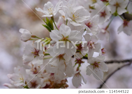 Cherry blossoms (Somei Yoshino) Cherry blossoms (Somei Yoshino) 114544522