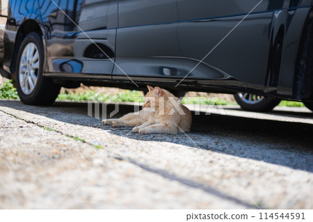Cat living in a fishing port 114544591