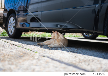 Cat living in a fishing port 114544592