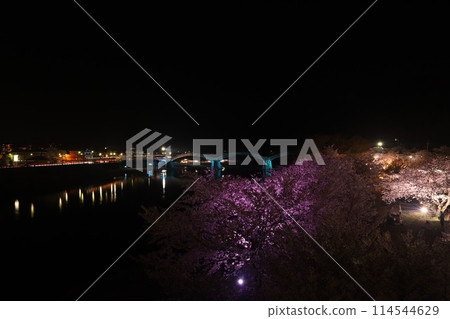 "Kintai Bridge and Cherry Blossoms at Night" Cherry Blossoms at Night Iwakuni, Yamaguchi Prefecture #Japan Tourism Kintai Bridge 114544629