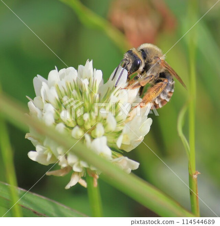 白花和蜜蜂 白花和蜜蜂 114544689