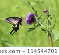 A swallowtail butterfly sucking nectar from a thistle 114544701