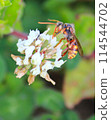 A bee sucking nectar from a Deutzia gracilis 114544702