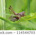 Perched on a grass plant 114544703
