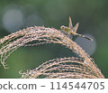 A dragonfly that stops at Suzuki 114544705