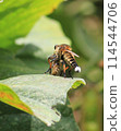 A spider waiting for prey on a leaf 114544706